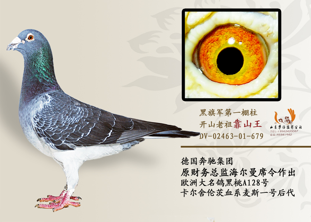 "德国教父"海尔曼席令黑桃a128原棚种鸽