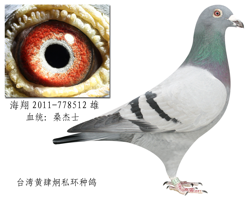 【供应】出售:台湾黄肆炯私环种鸽,附带原始血统书