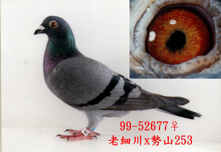 台湾名家老姜赛鸽60载两代人精髓尽现(信鸽|中国网)