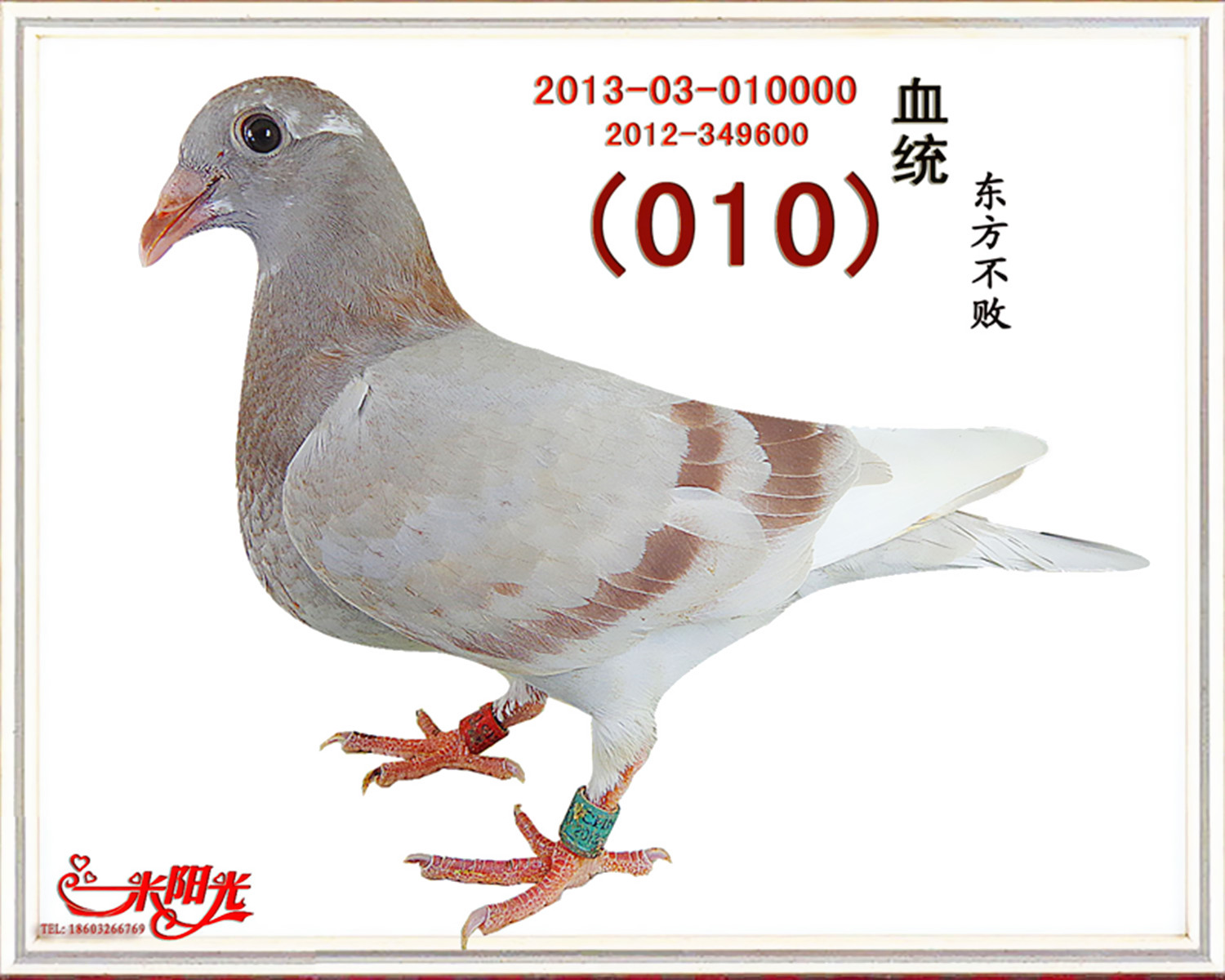 (1500元8羽)父母鸽均为公棚引进或地方赛入奖鸽 本舍郑重承诺,如若所选幼鸽未飞好,我舍退还购鸽款的60%或来年免费补交相同羽数幼鸽,也可前来本舍挑选一只理想的成绩鸽。 以诚为本,以鸽为媒。打造阳光赛季! 本舍电话:18603266769(非诚勿扰)QQ:357228883(请注明鸽友) 网站:http://ymyg.