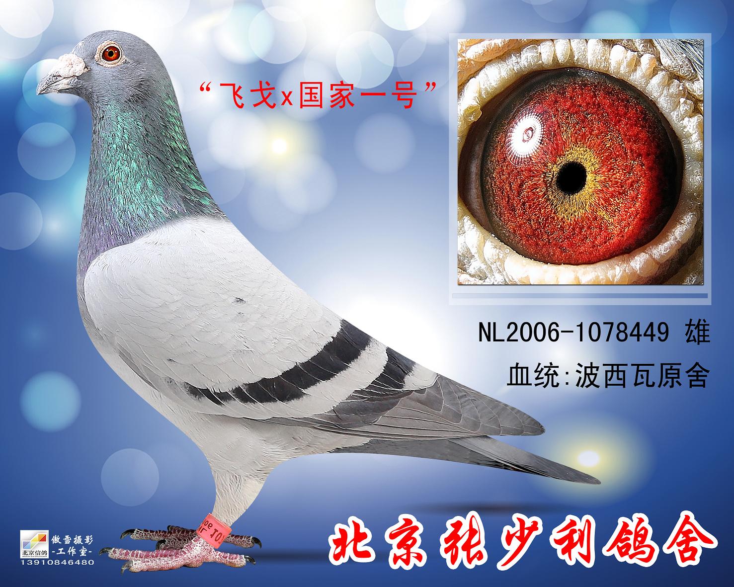 北京张少利鸽舍出售种赛鸽-中国信鸽信息网 www.