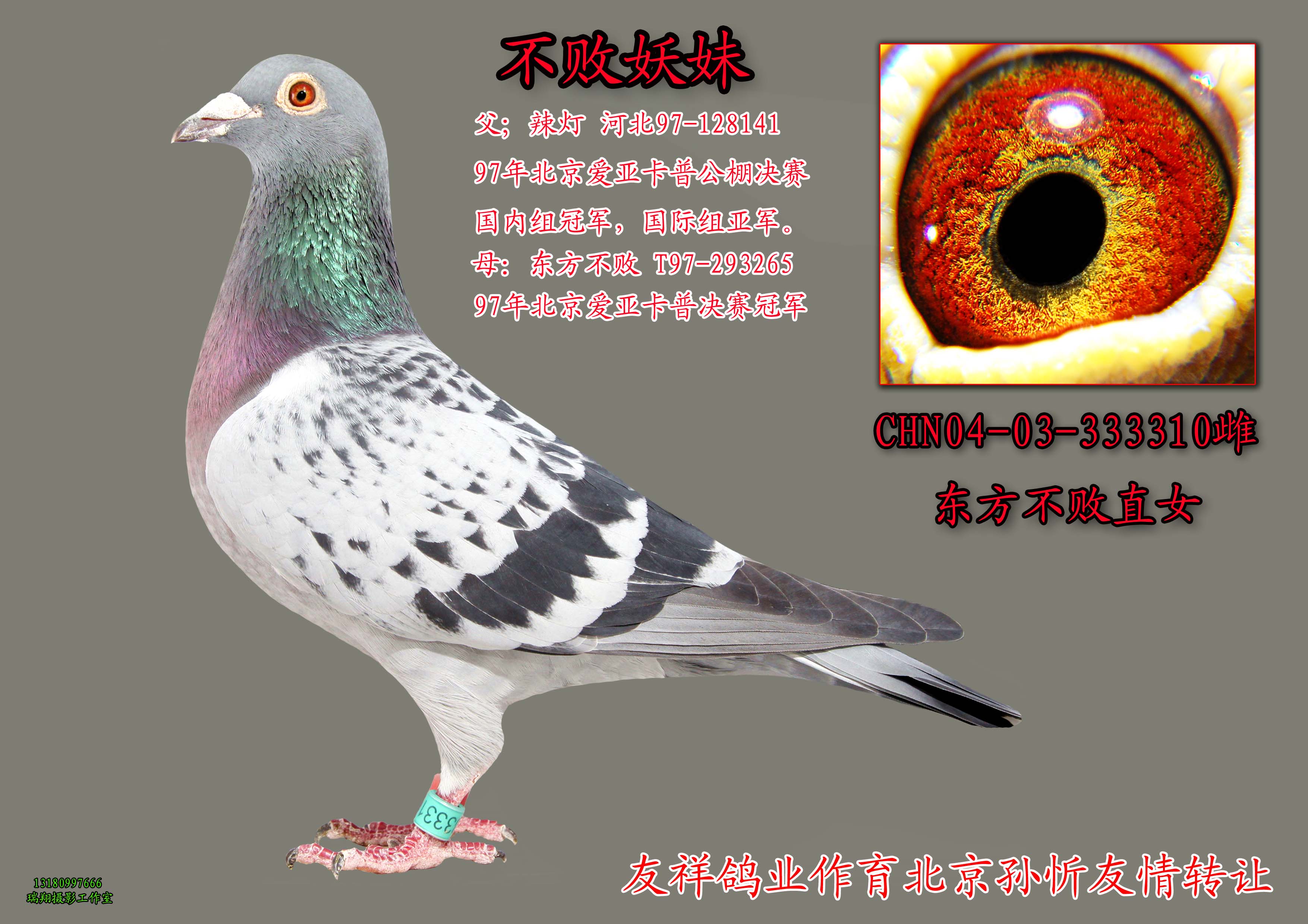 内蒙苍龙鸽业邀您品鉴(东方不败)直子.直女.-中国信鸽