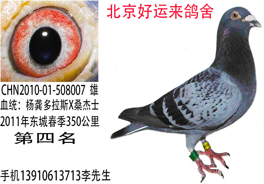 北京好运来鸽舍出售杨龚多拉斯血统纯正!-中国信鸽网
