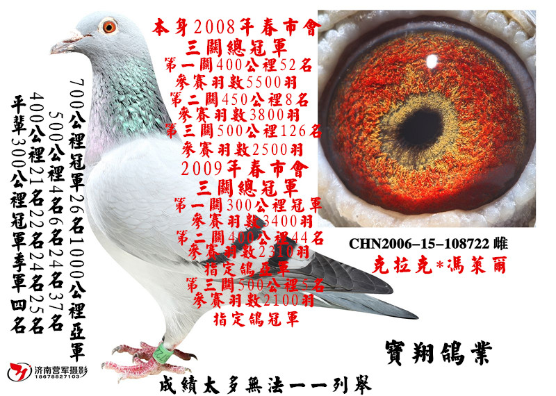 宝翔鸽业-----清棚转让,正在拍卖.