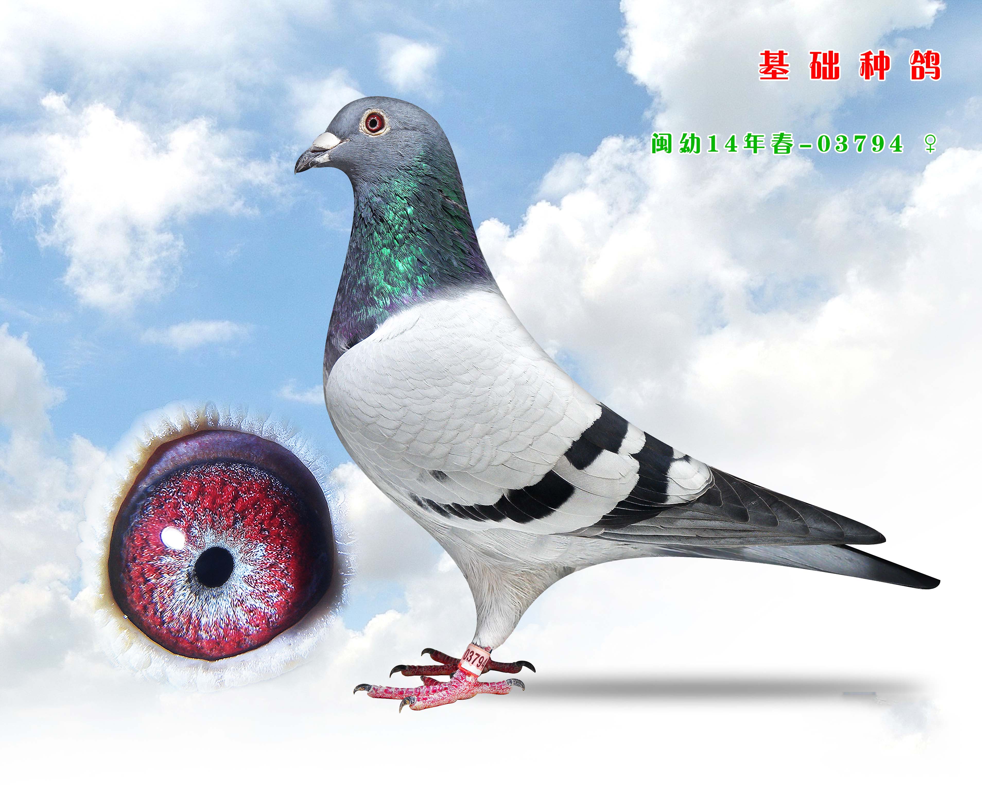 超级种鸽眼图集欣赏_藏经阁_赛鸽资讯网
