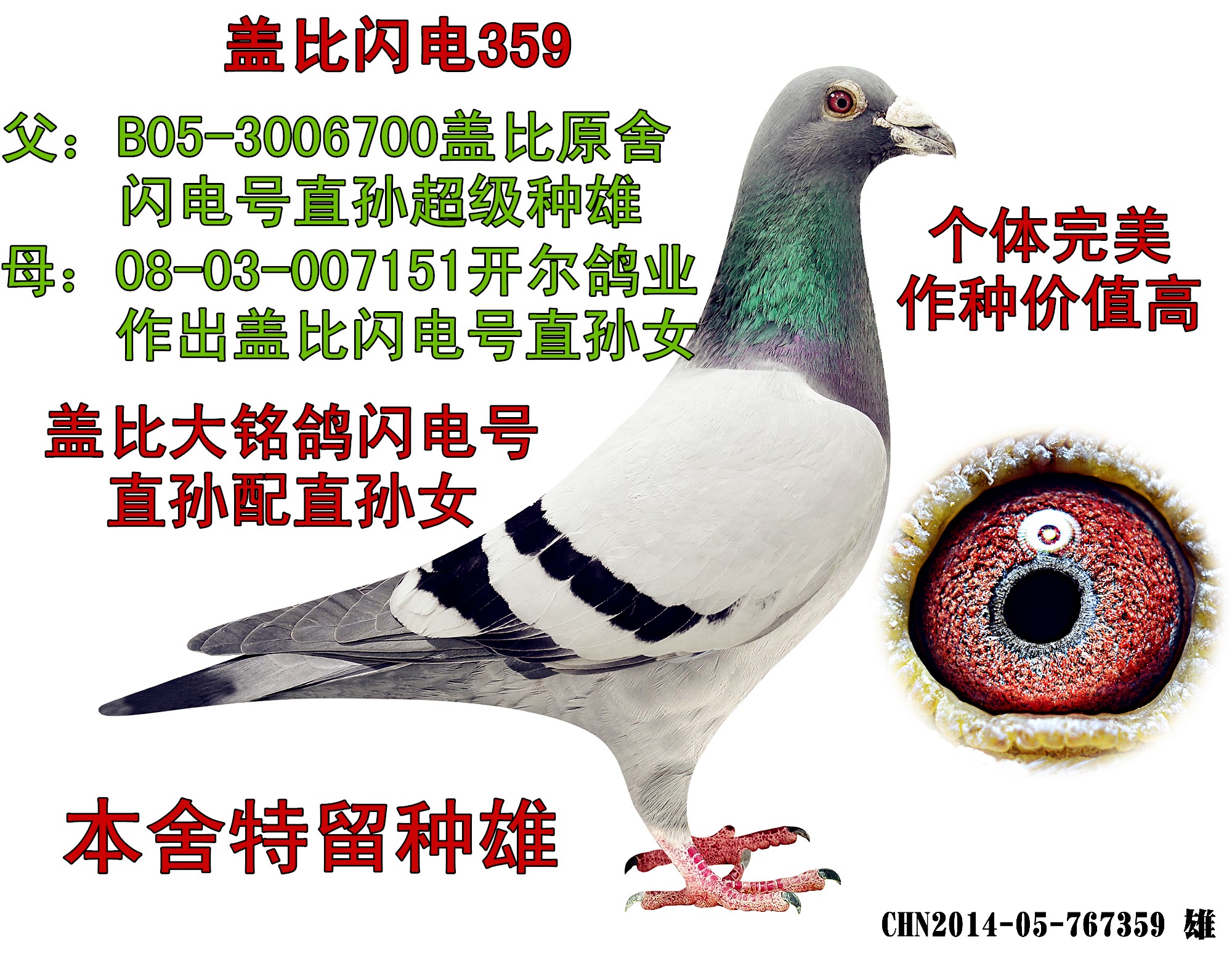 最后十几羽种鸽打包出售,价格优惠-中国信鸽信息网 .