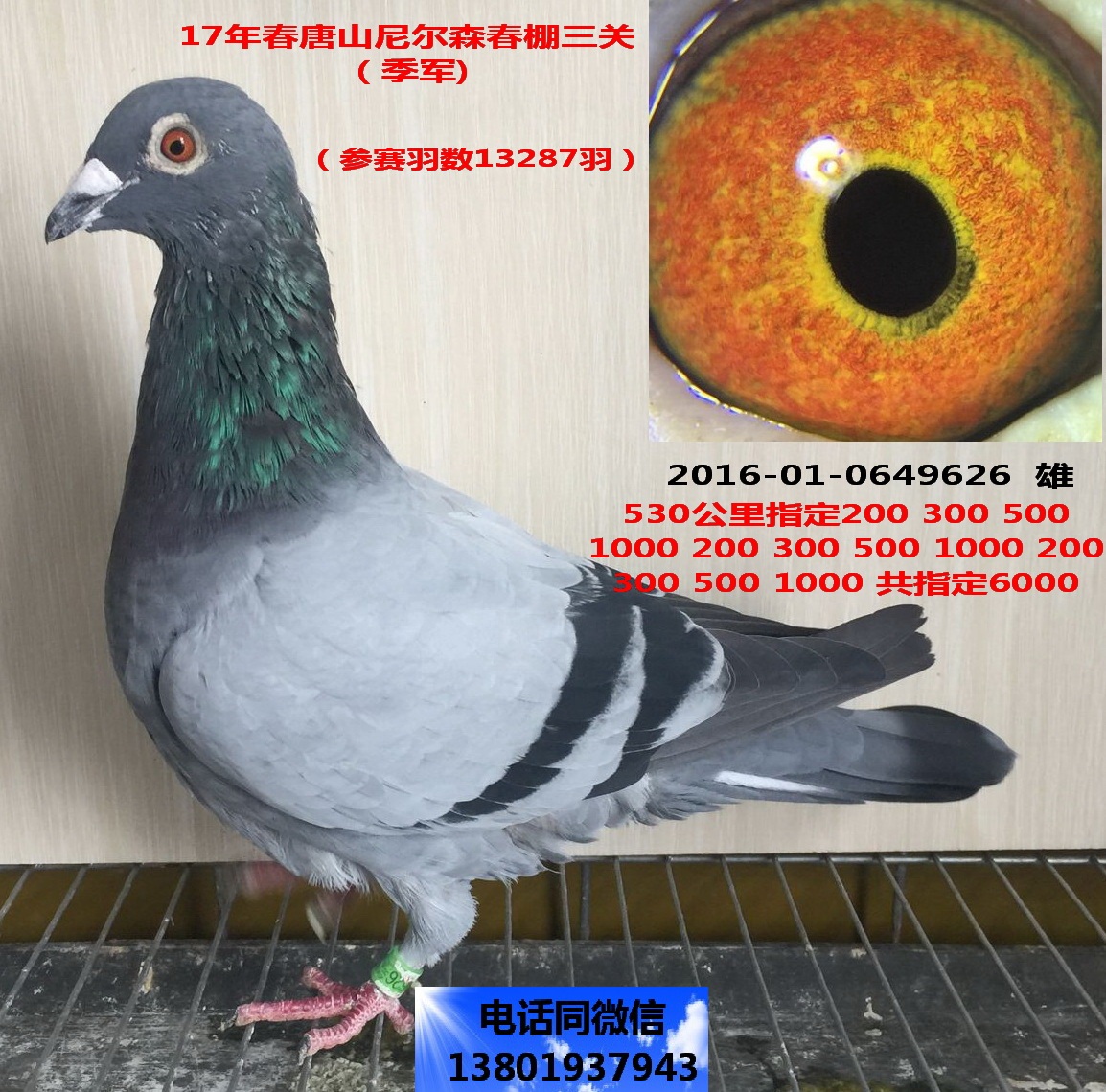 17年春唐山尼尔森春棚(季军)