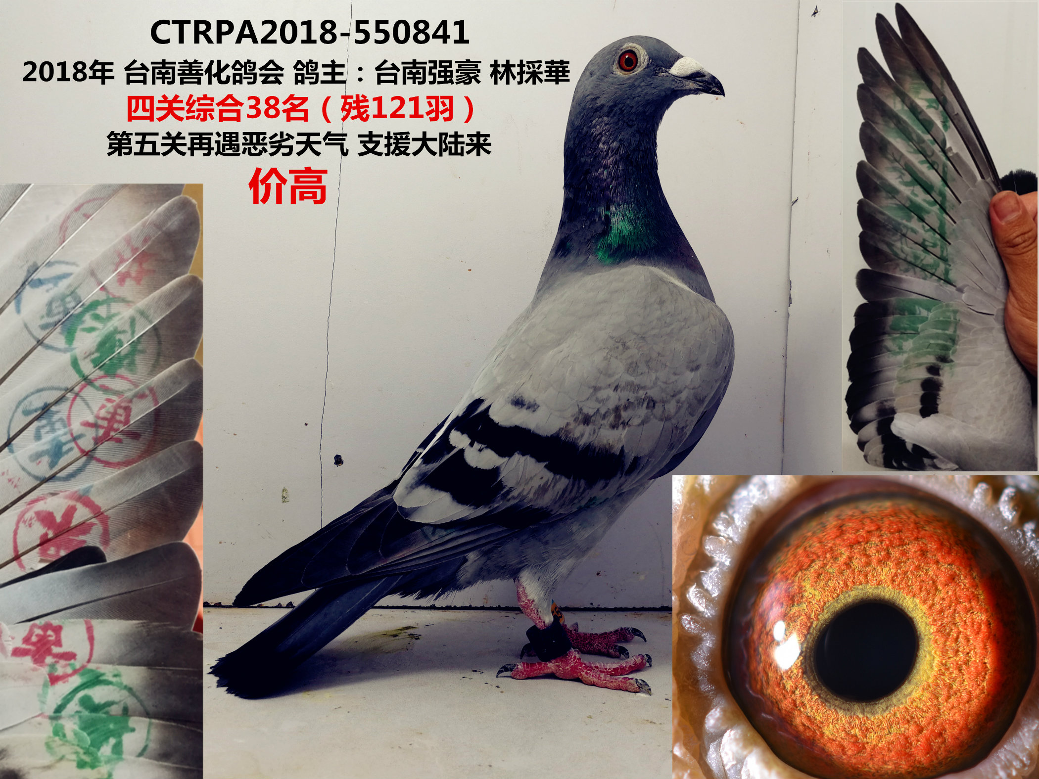 2018春季五关台鸽-厦门翔云鸽舍赛绩鸽