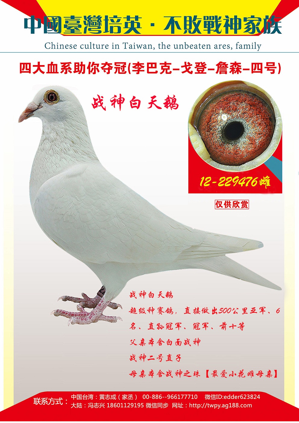 【供应】培英鸽舍一年部分成绩