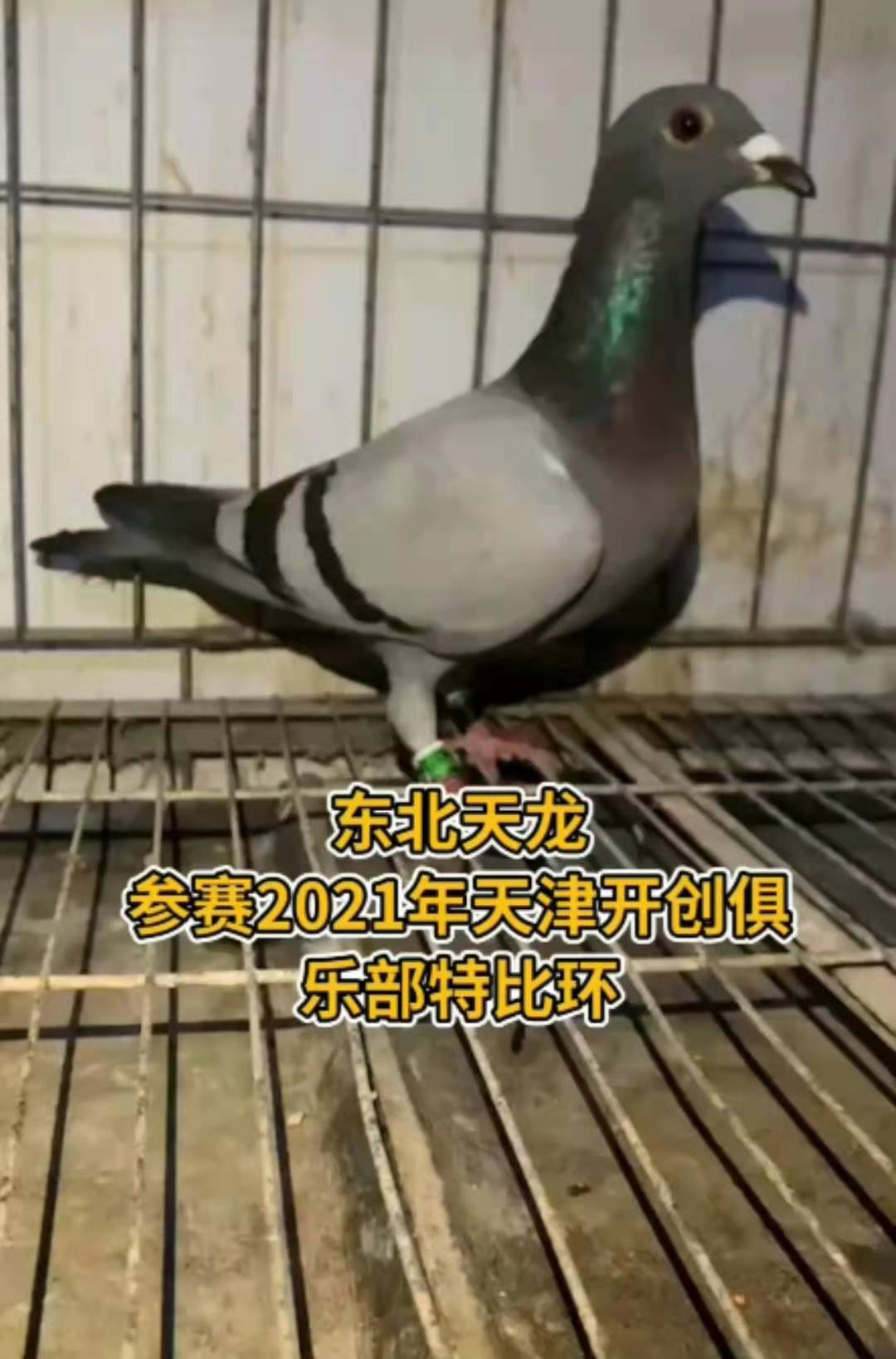 2006台湾天落鸟-中国信鸽信息网相册