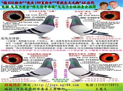 电脑·戈马利原棚!秃头199孙女配as近亲