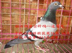 鸽子怎么喂最佳最快 20130811134012.jpg