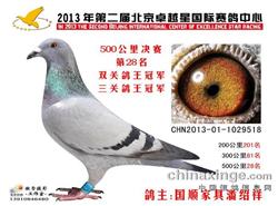 国顺潘绍祥先生与您相约石家庄名鸽博览会