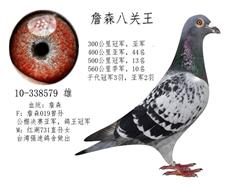 清棚转让种鸽和冠军鸽-中国信鸽信息网 www.