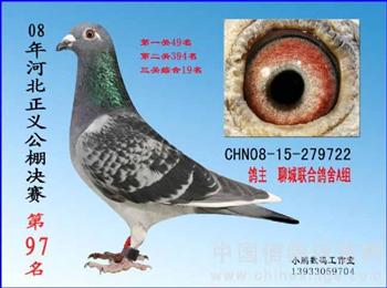 荷兰圆环皮特米为,石家庄吉祥特比带暗插,大连云飞鸽舍王永贵超级73