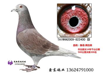 台湾赛鸽纪录片《赛鸽风云》主人公蔡丰吉实战种鸽