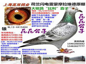 特价出售欧洲名家原棚种鸽