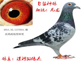出售两羽纯种凡龙鸽