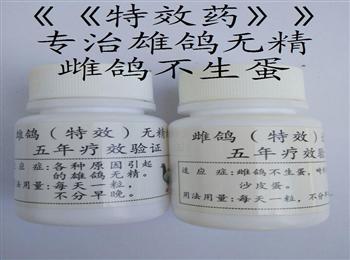 专业治疗《雄鸽》《雌鸽》不孕不育《特效》