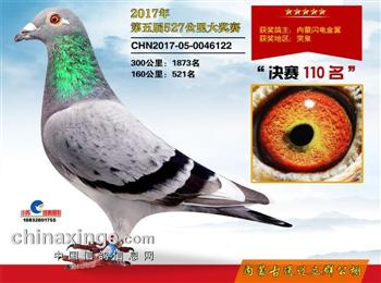 展售台湾明月原舍桑杰士狼狗号.直孙,麦克斯695,荷比冠军