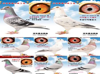 ���������ʮ�����ָ�240��3000����