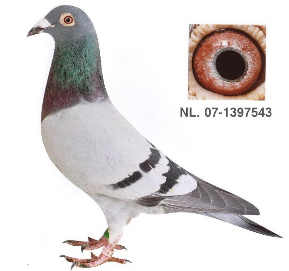 山格斯优秀赛鸽转让-中国信鸽信息网 www.chinaxinge.com