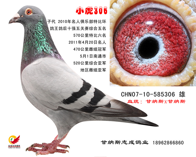 冠亚军的父亲3o6-中国信鸽信息网 www.chinaxinge.com