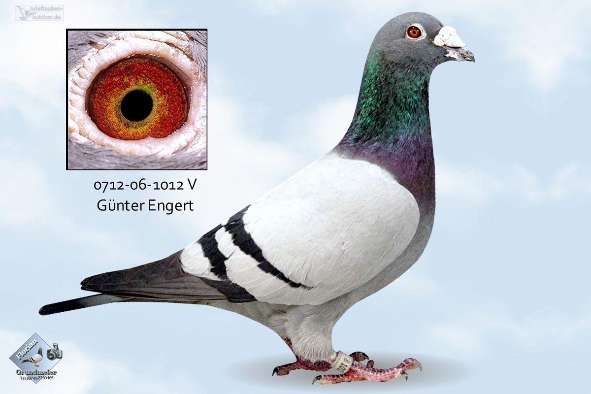 【转让】德国名家günter engert (78岁)由于健康原因,种鸽清棚拍卖!