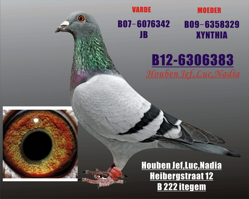 一批2013年《胡本原舍》种鸽,欢迎选购