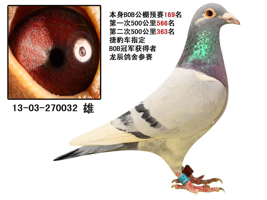 中国鸽坛百位名人—王建祥精品赛鸽拍卖会今天晚上结拍