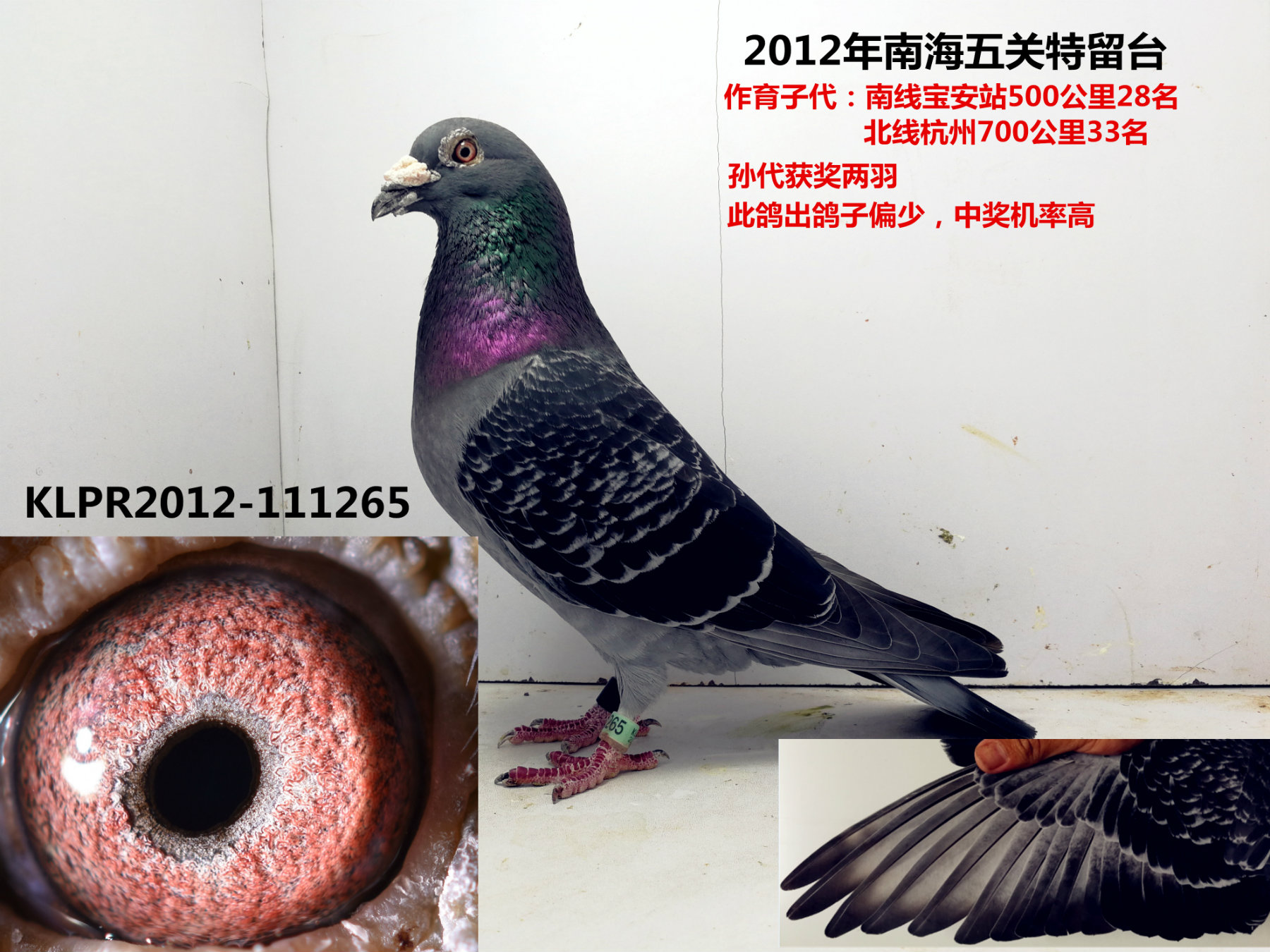 2018春季五关台鸽-厦门翔云鸽舍赛绩鸽-中国信鸽信息网 www.