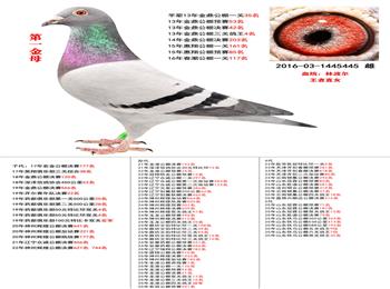 ���ݼ�������رȹ��������Ӯ